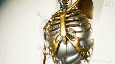 人体肺<strong>模型</strong>,包括所有器官和<strong>骨骼</strong>